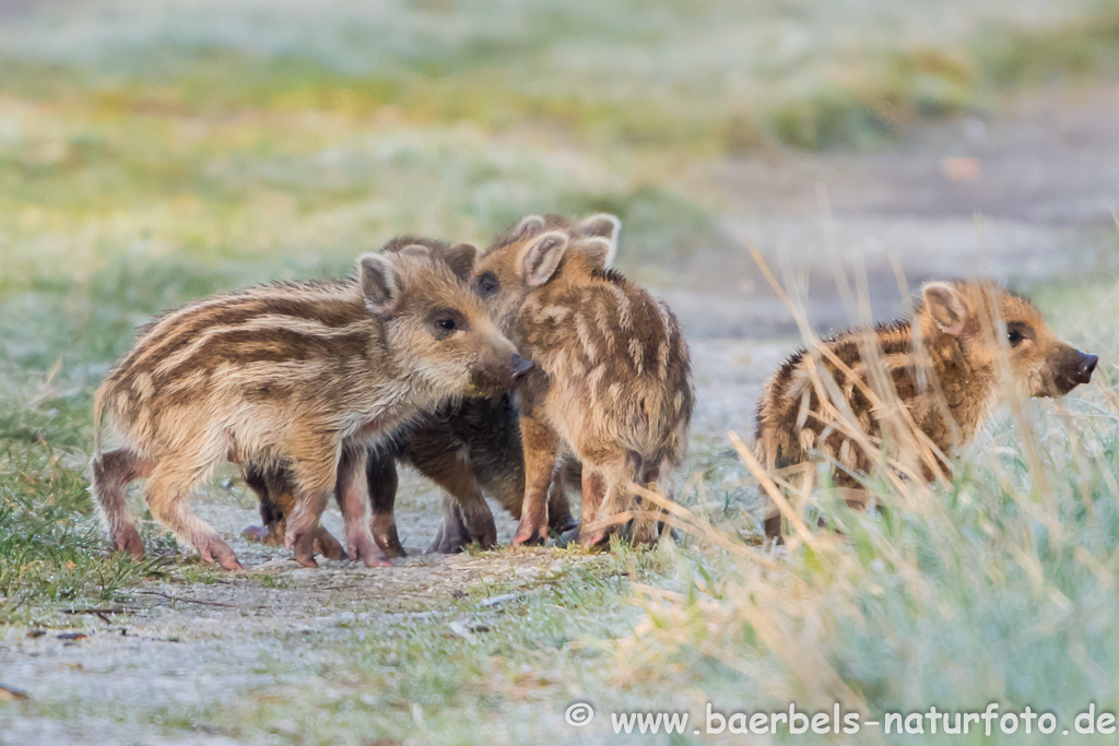 Wildschwein