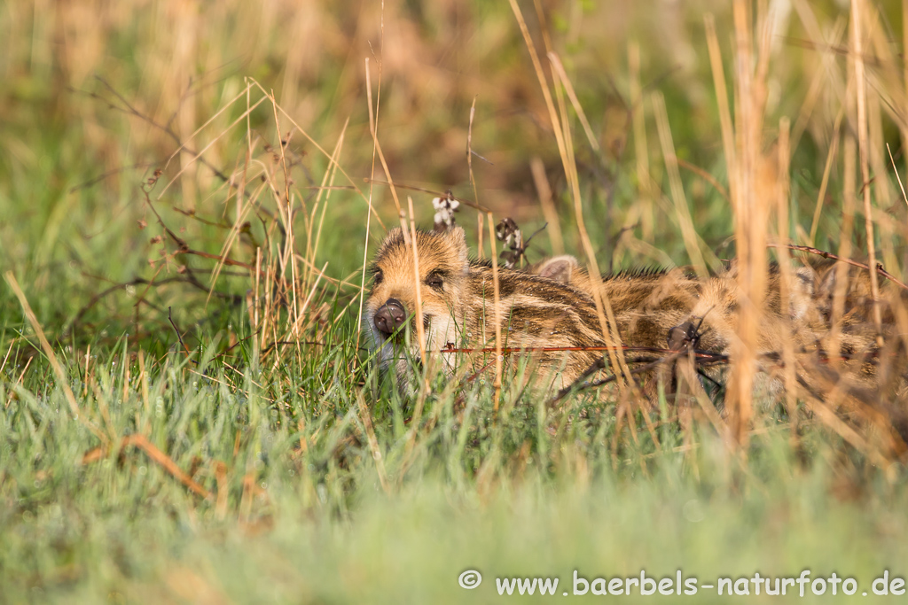 Wildschwein