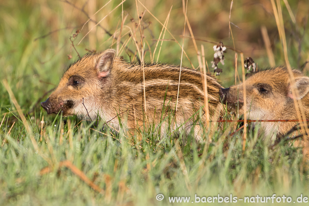 Wildschwein