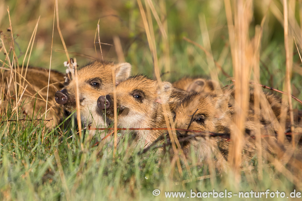 Wildschwein