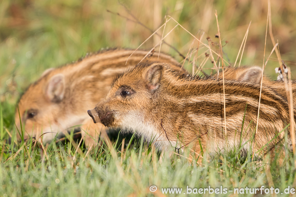 Wildschwein