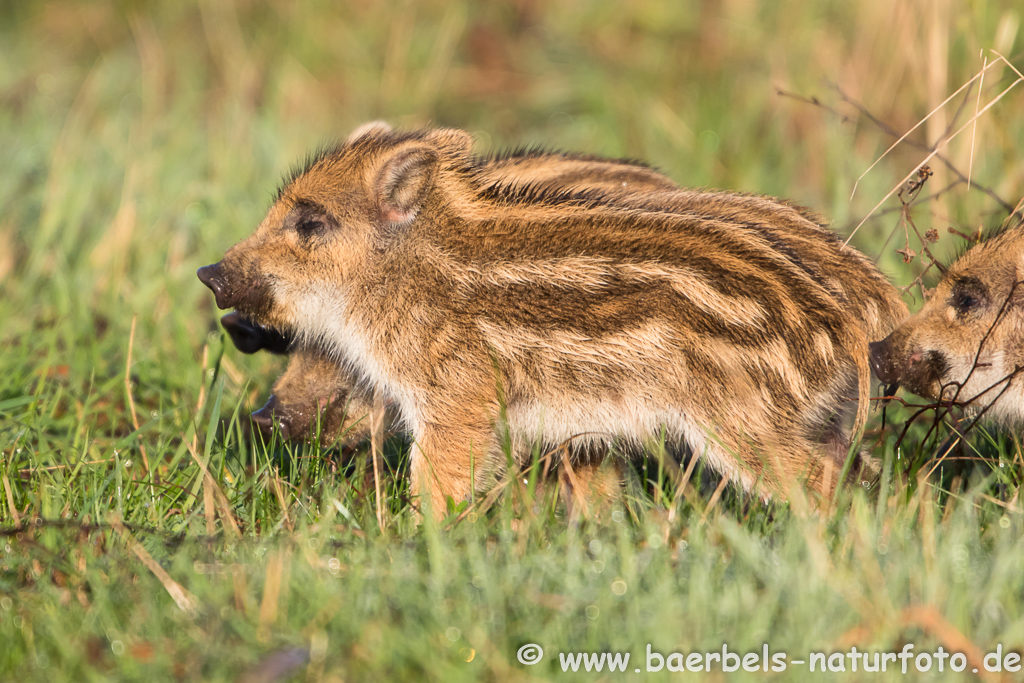 Wildschwein