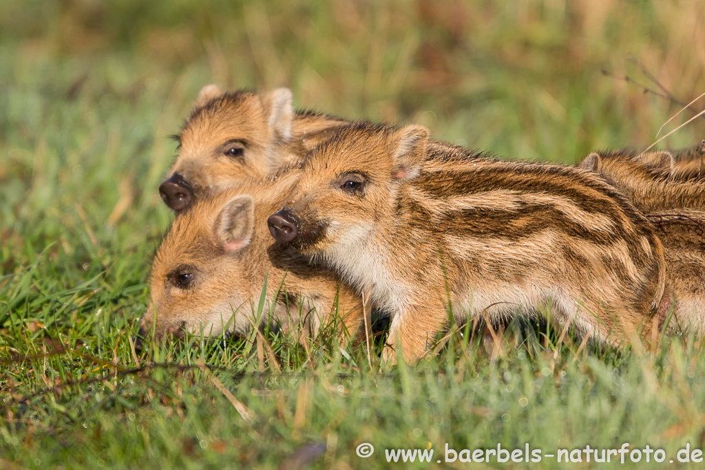 Wildschwein