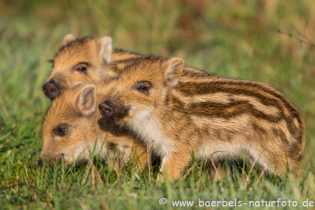 Wildschwein