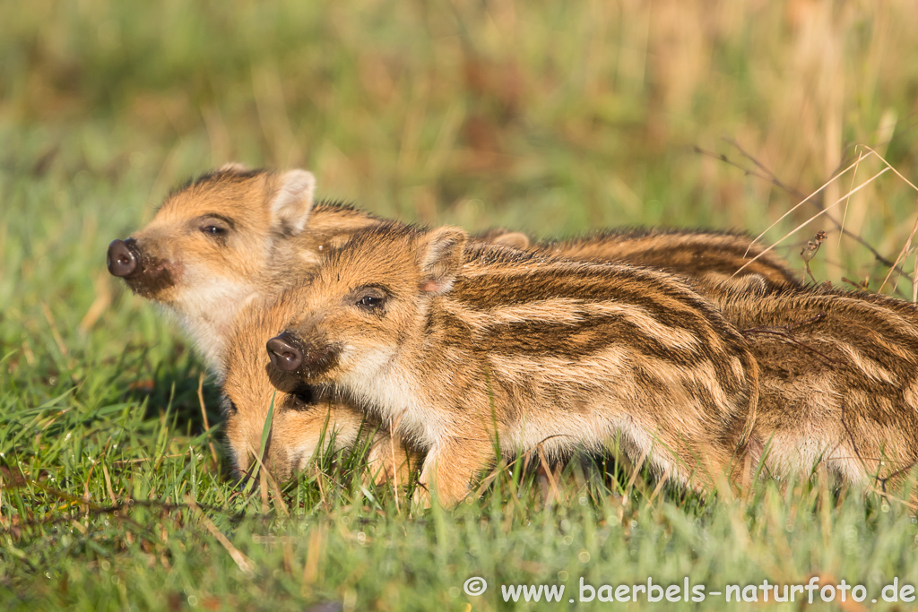 Wildschwein