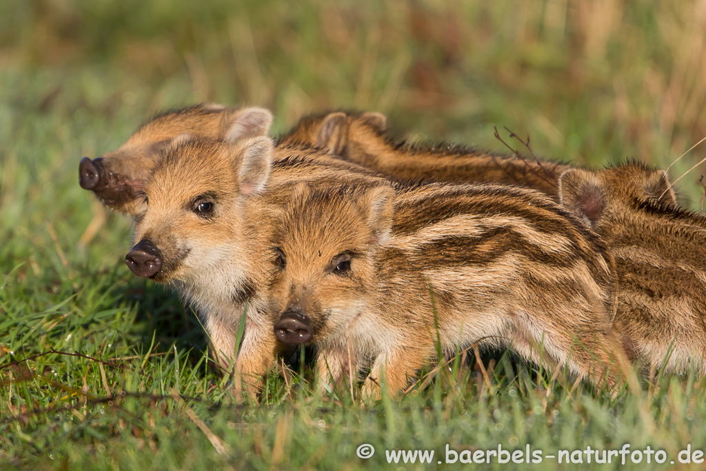 Wildschwein