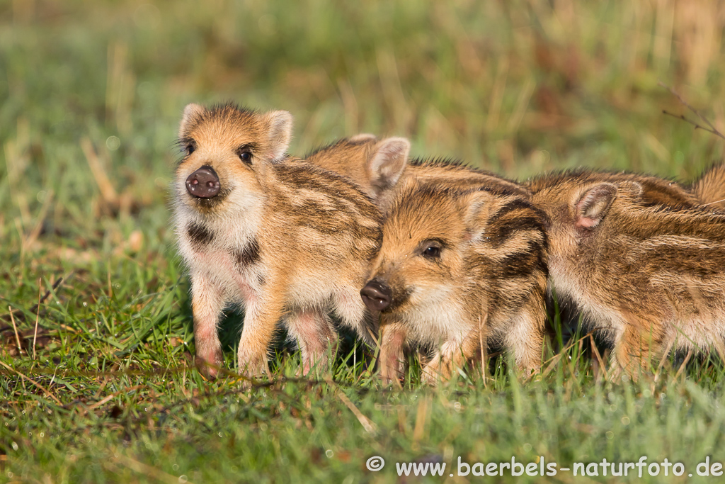 Wildschwein