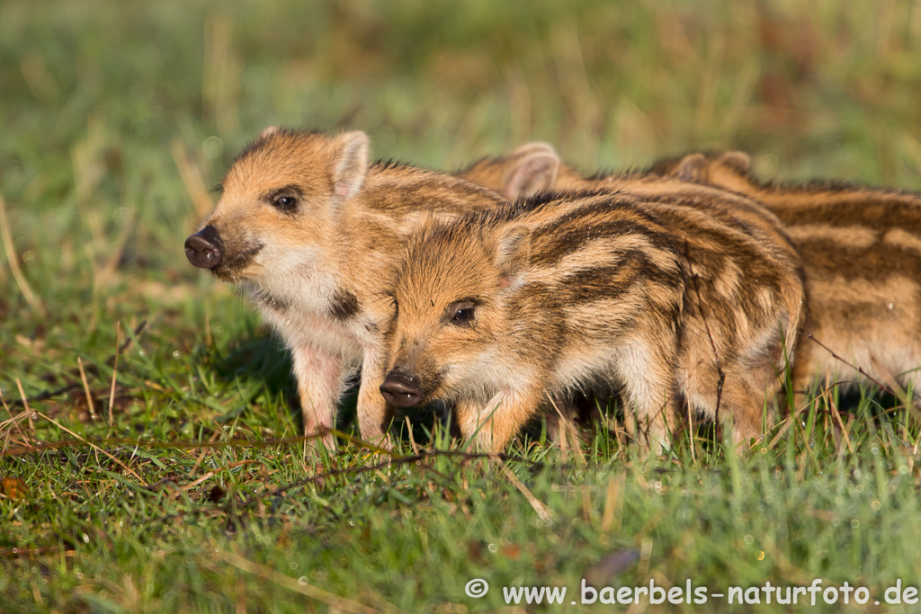 Wildschwein