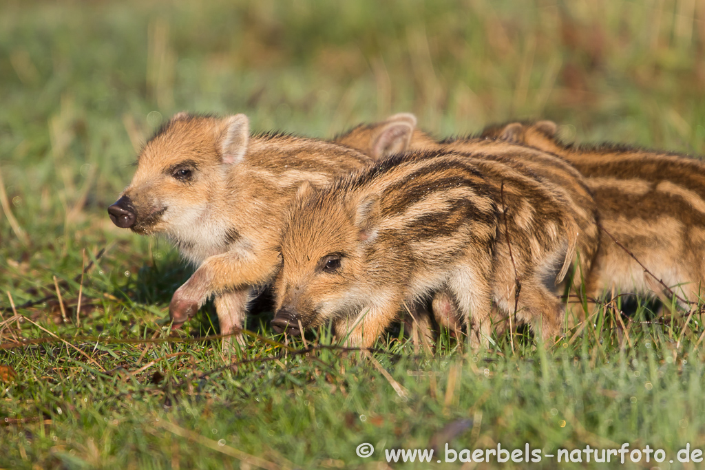 Wildschwein