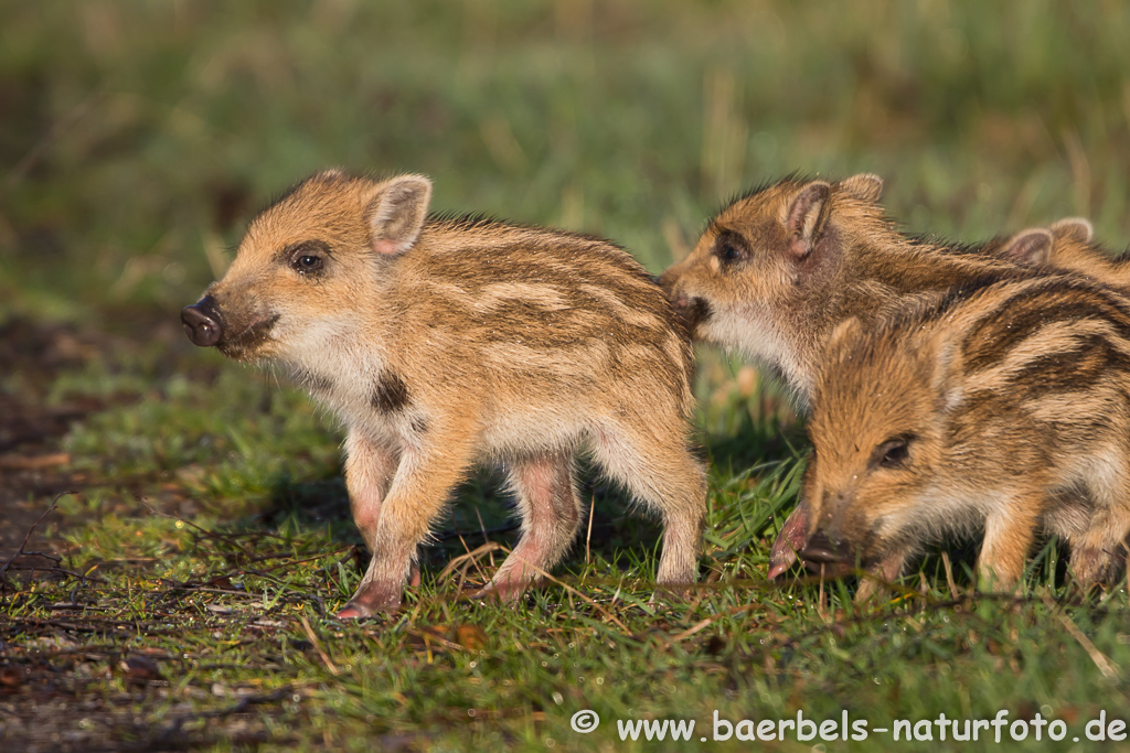 Wildschwein