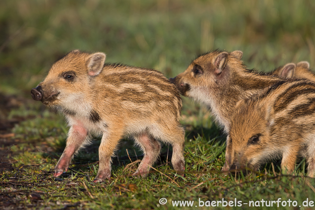 Wildschwein