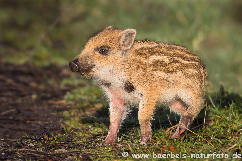 Wildschwein