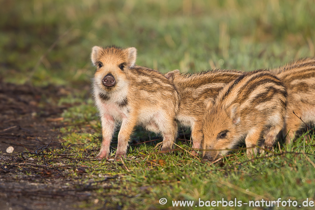 Wildschwein