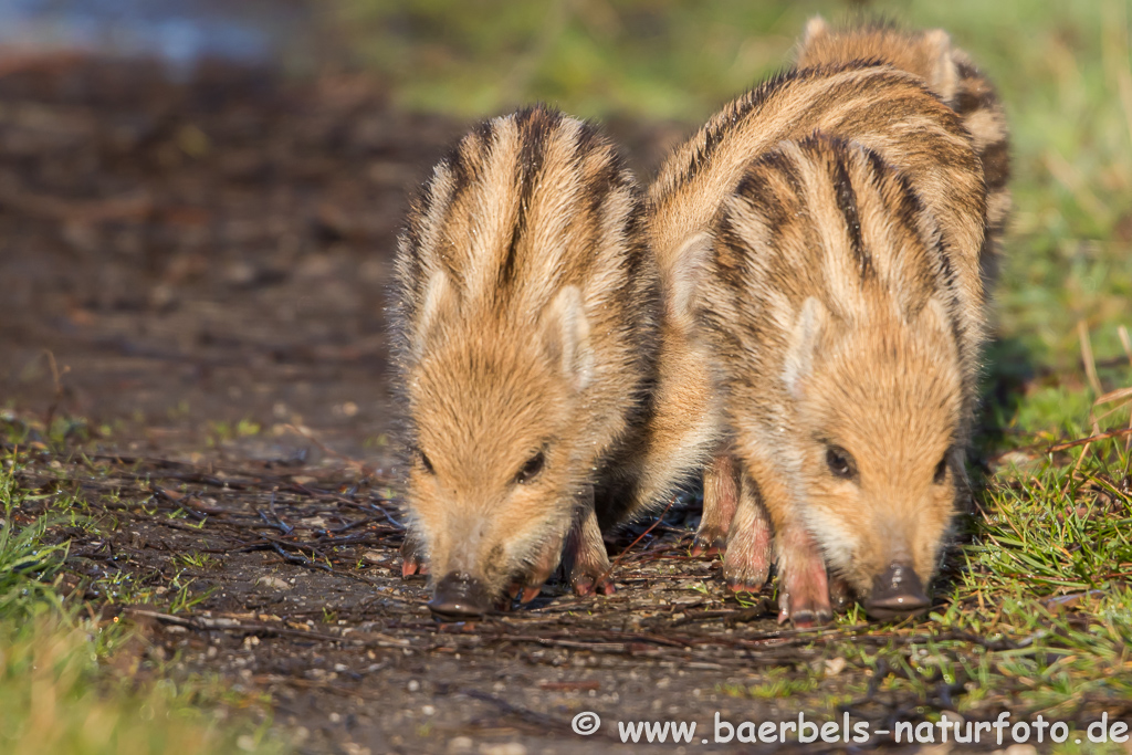 Wildschwein