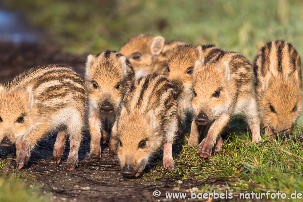 Wildschwein