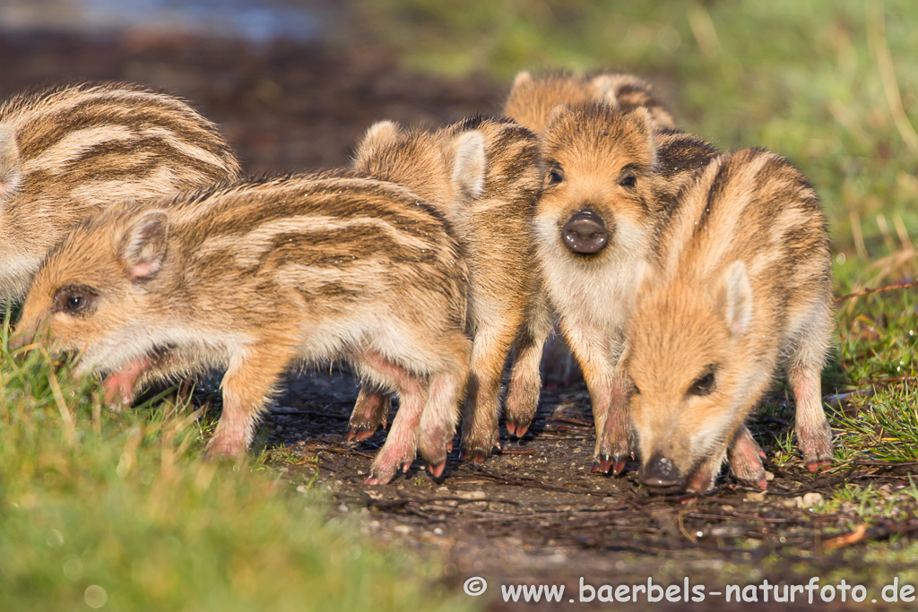 Wildschwein