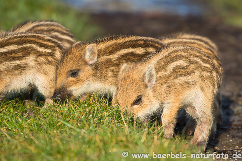 Wildschwein