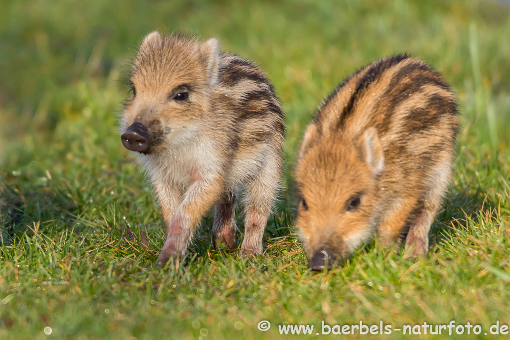 Wildschwein