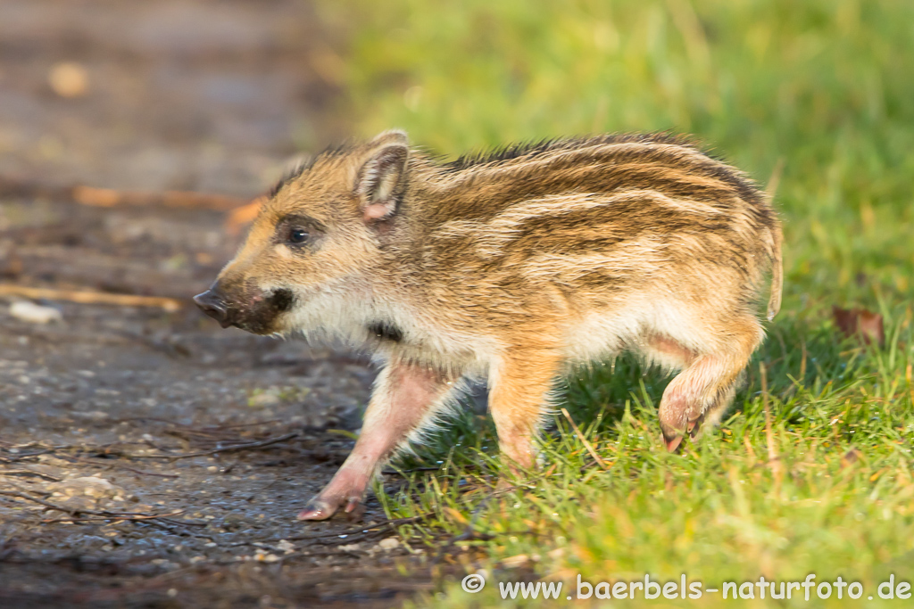 Wildschwein