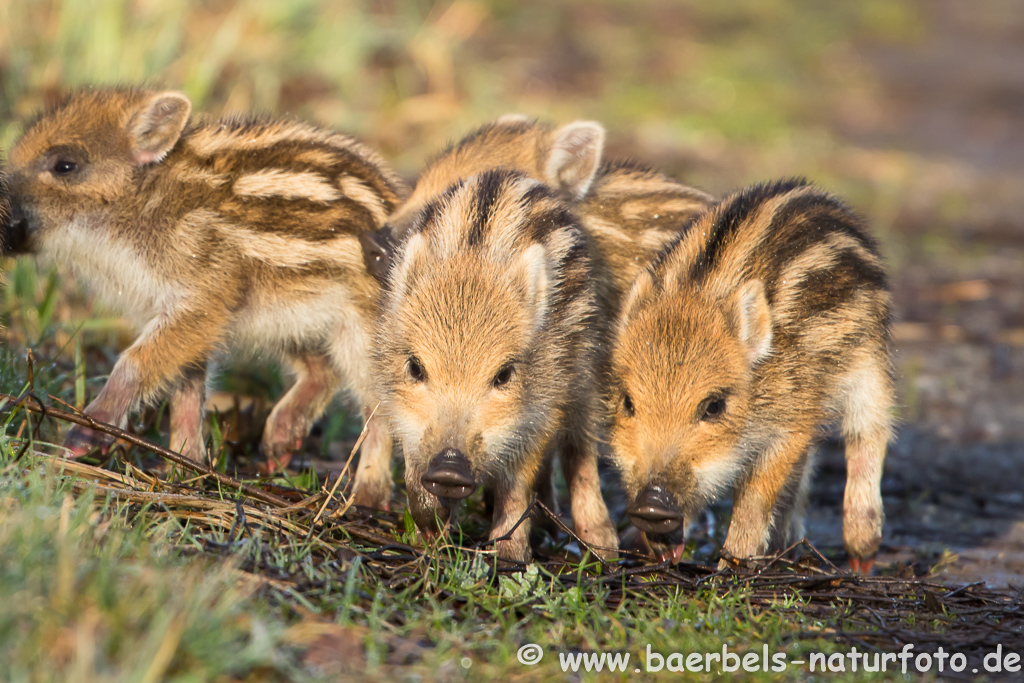 Wildschwein