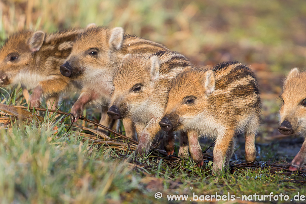 Wildschwein