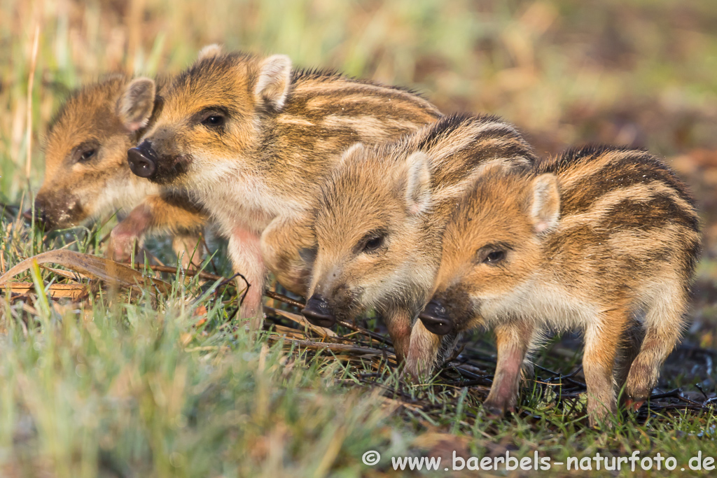 Wildschwein