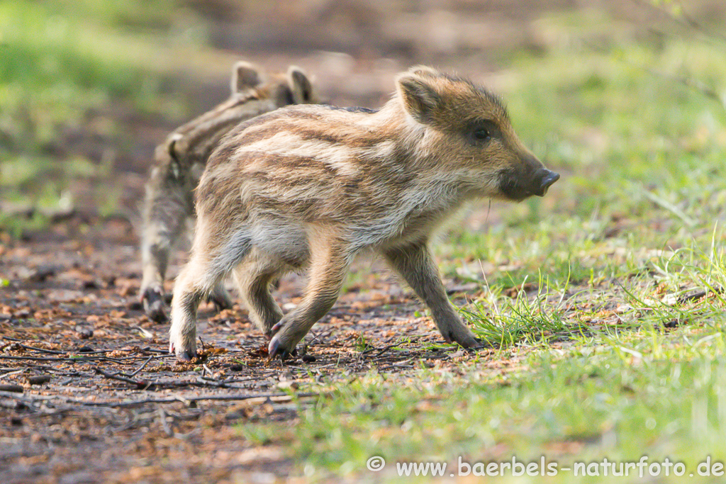 Wildschwein