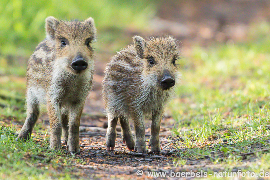 Wildschwein