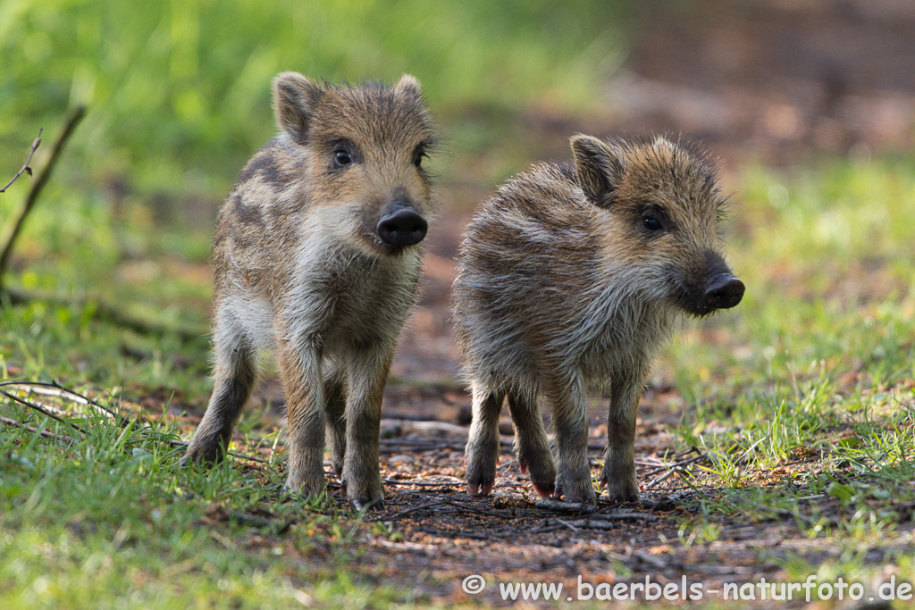 Wildschwein