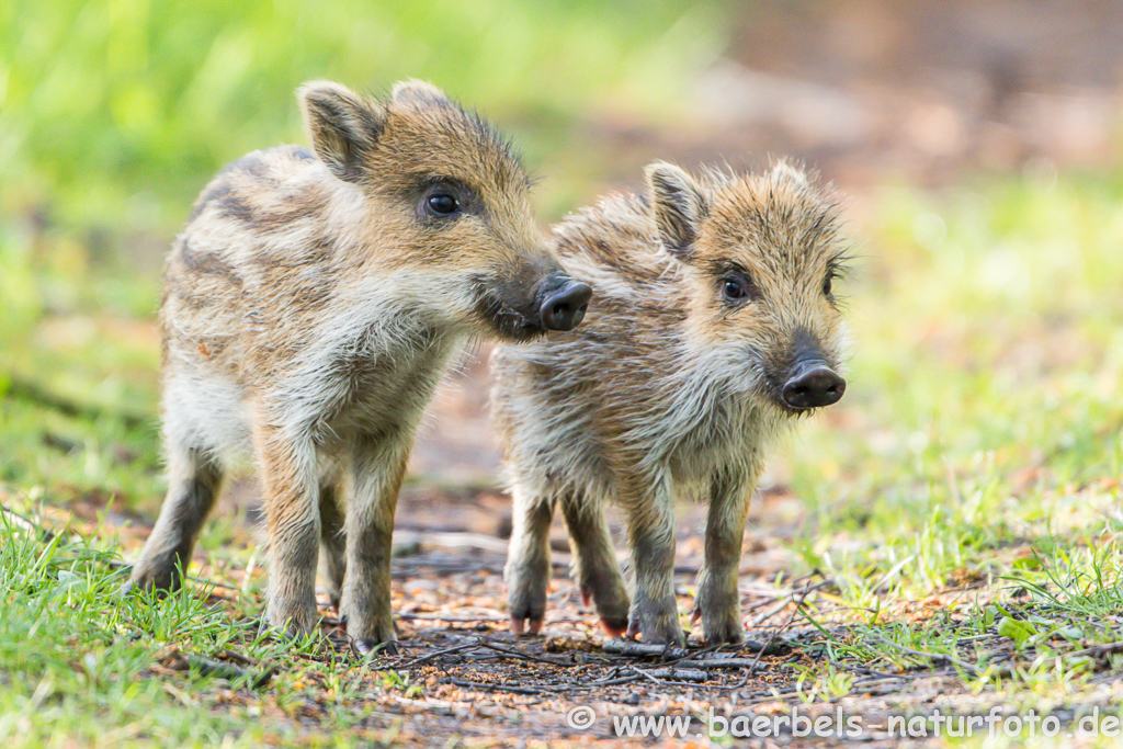 Wildschwein