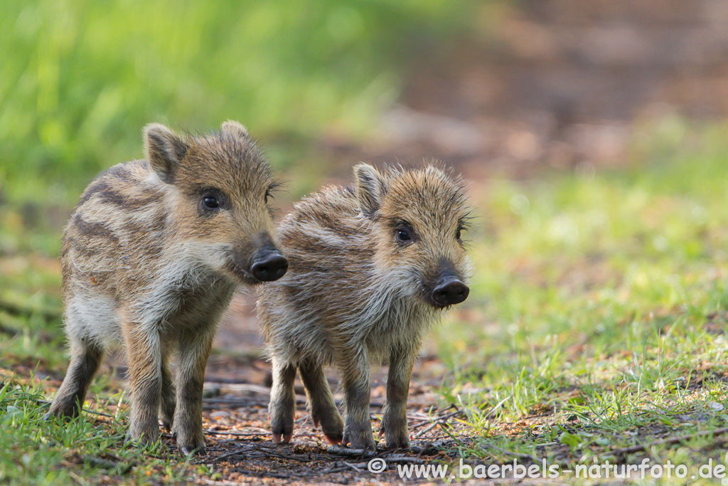 Wildschwein