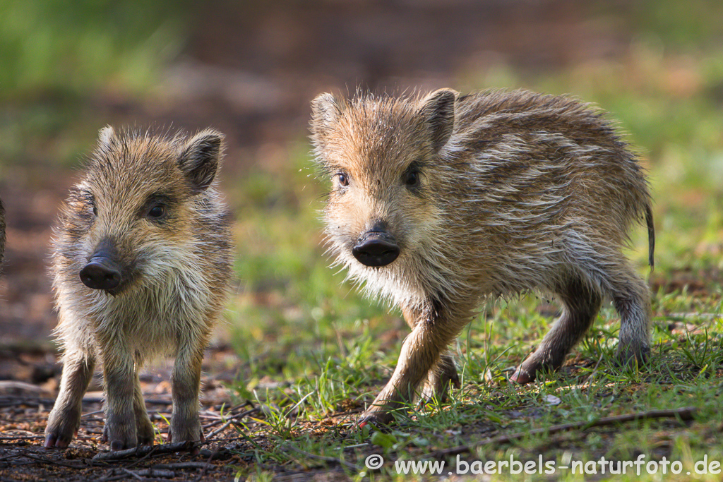 Wildschwein