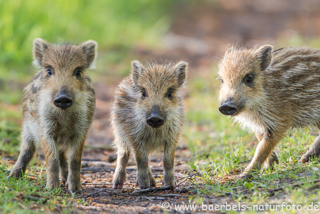 Wildschwein