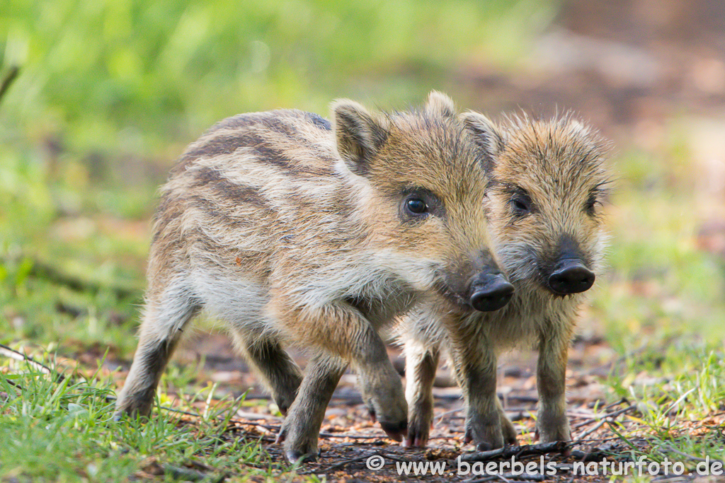 Wildschwein