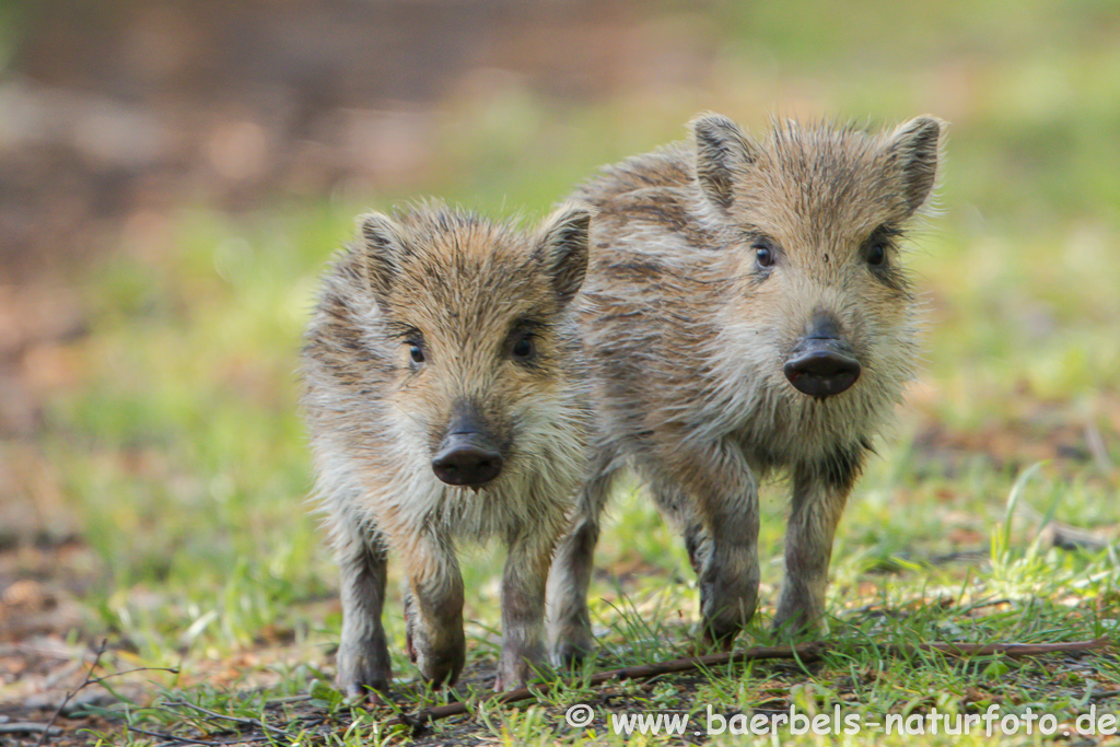 Wildschwein