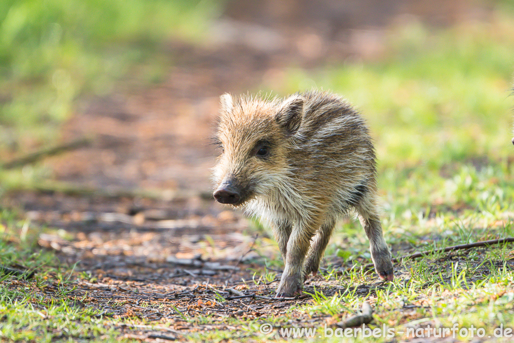 Wildschwein