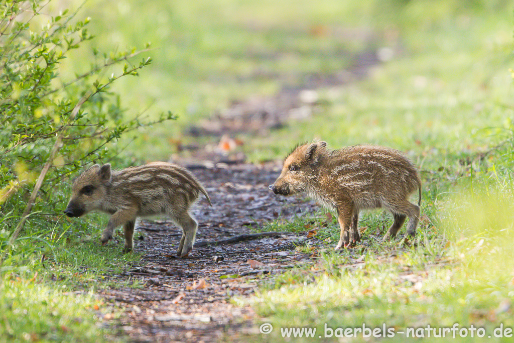 Wildschwein