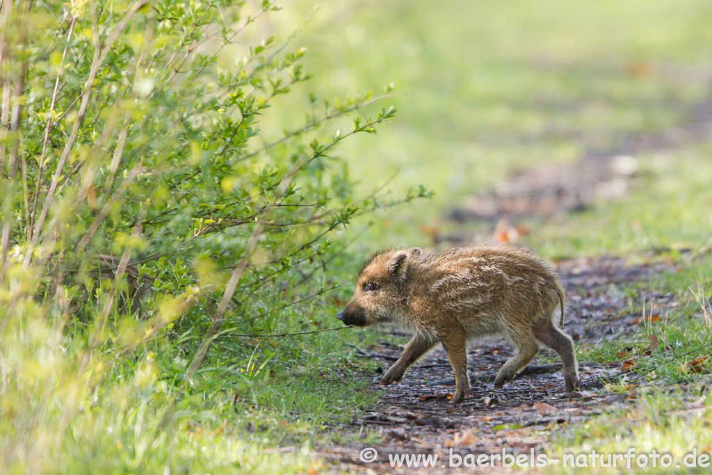 Wildschwein