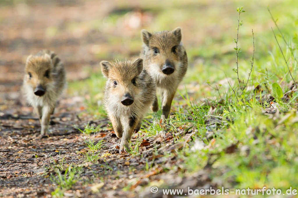 Wildschwein