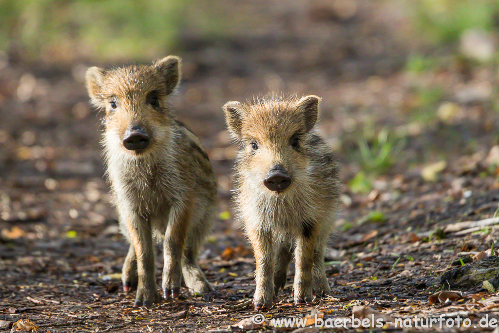 Wildschwein