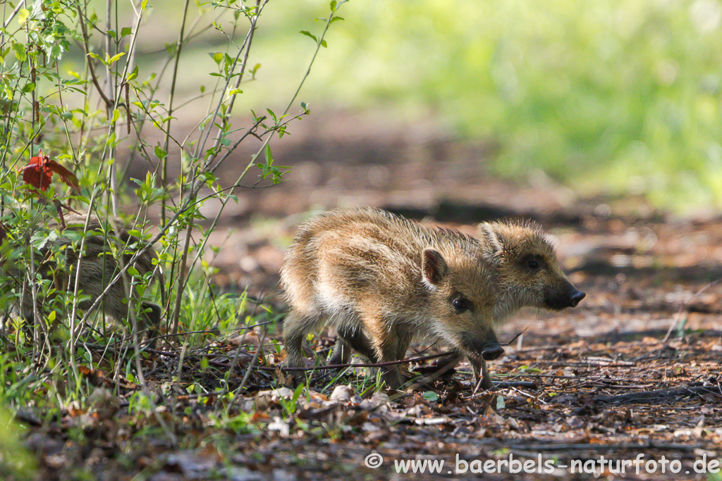 Wildschwein