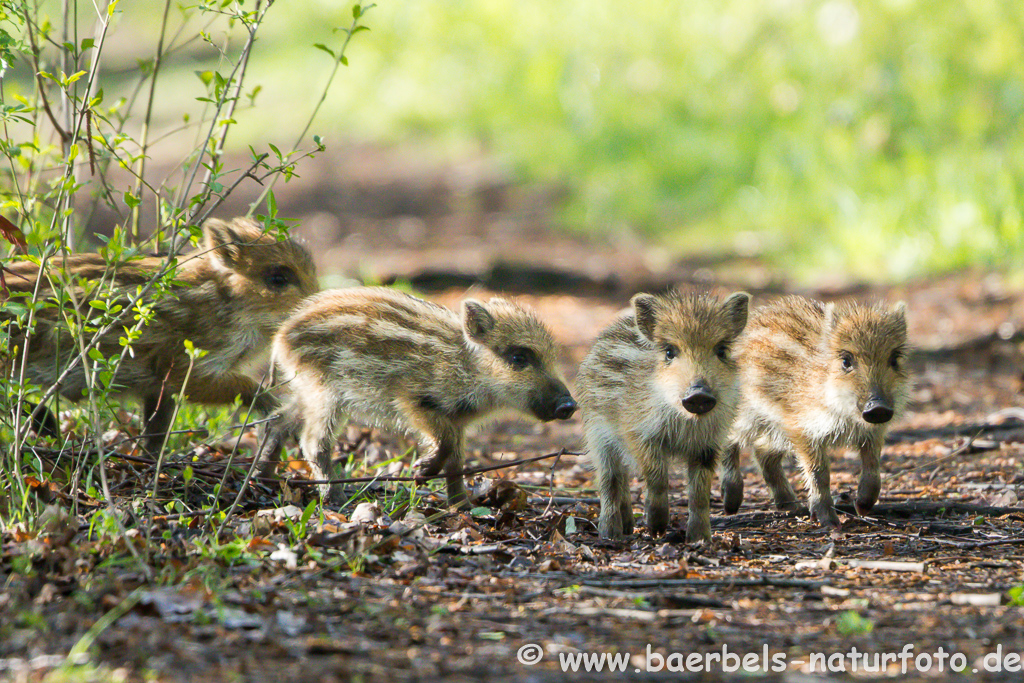 Wildschwein