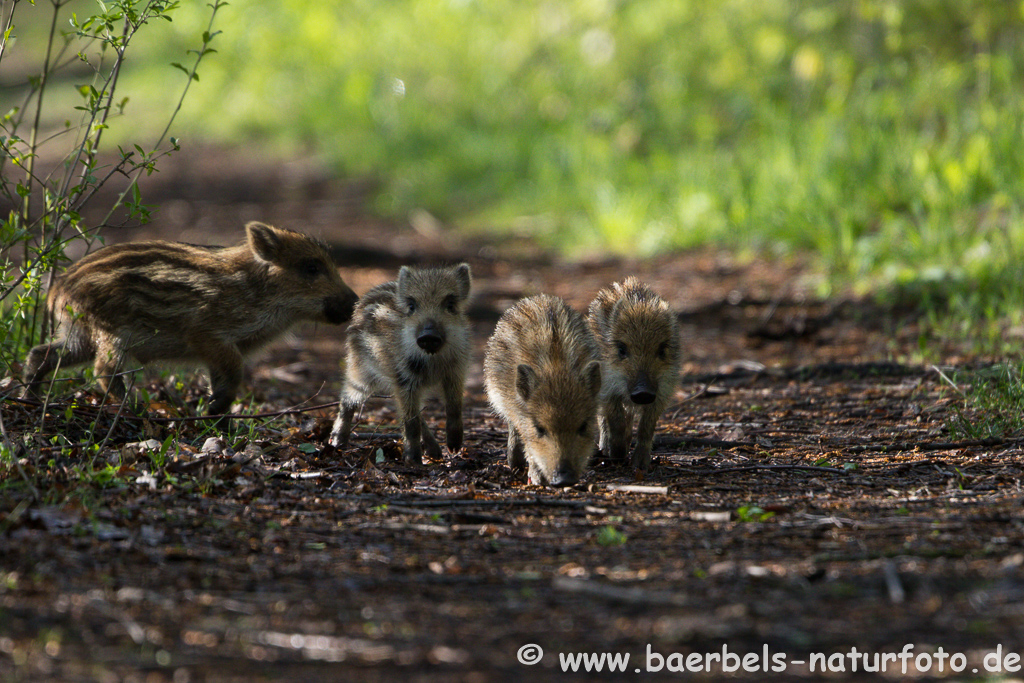 Wildschwein