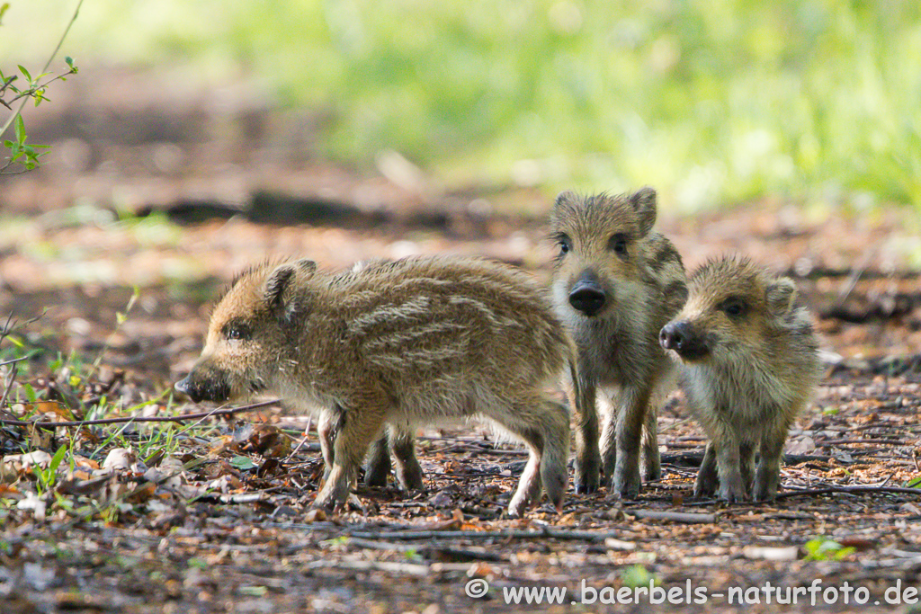 Wildschwein