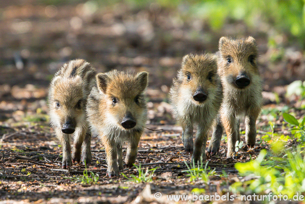 Wildschwein