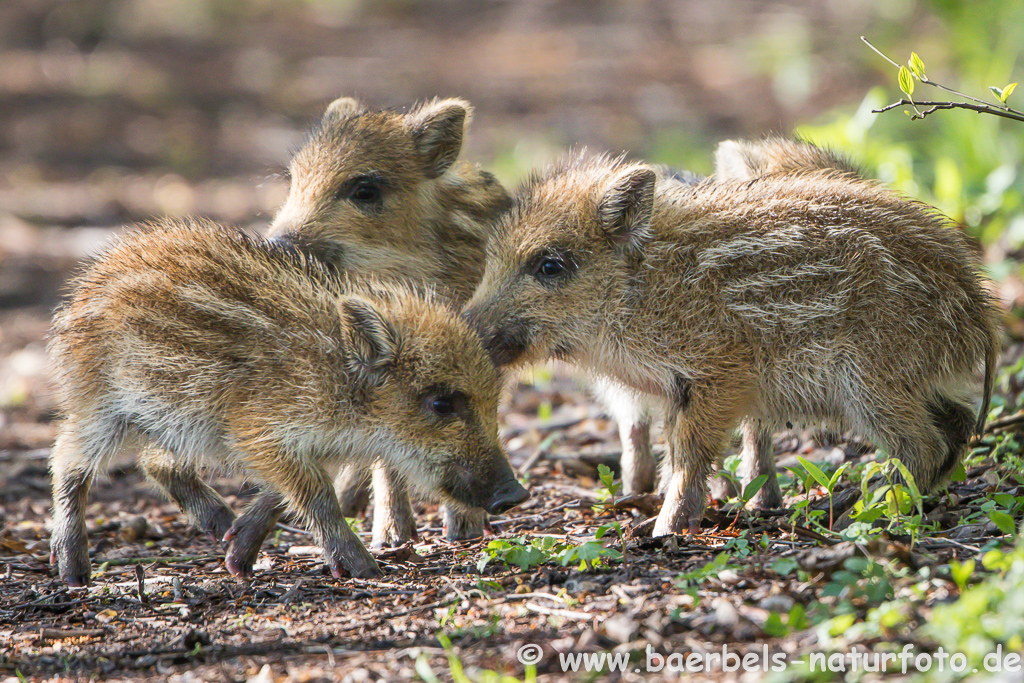 Wildschwein