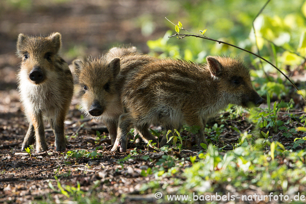 Wildschwein