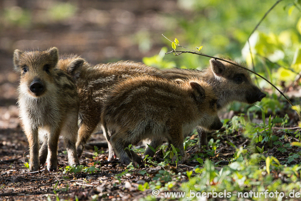 Wildschwein