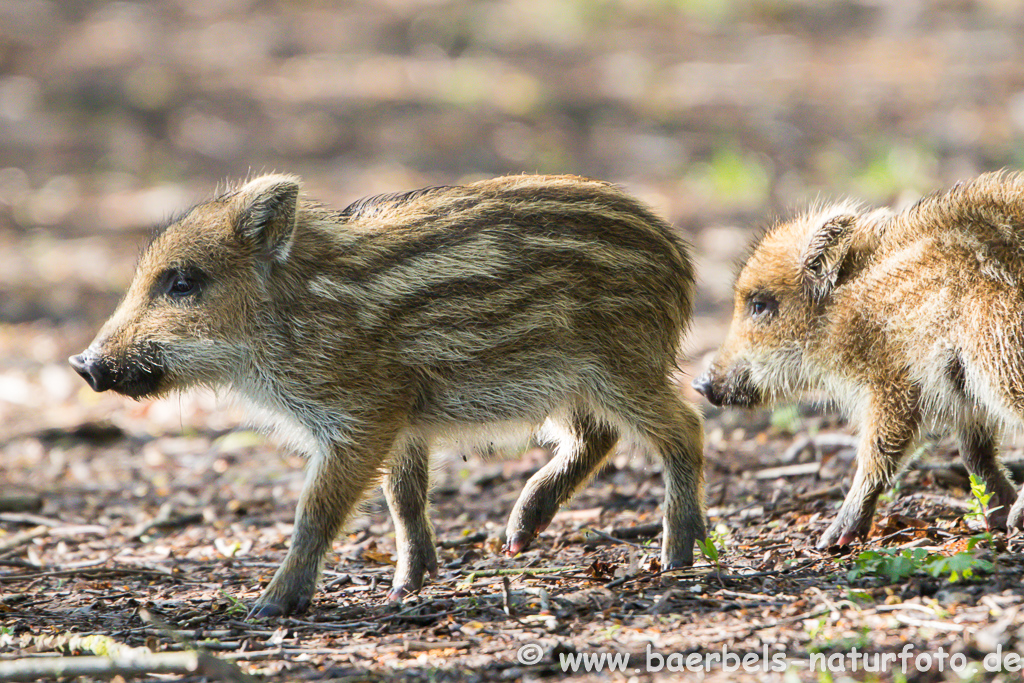 Wildschwein