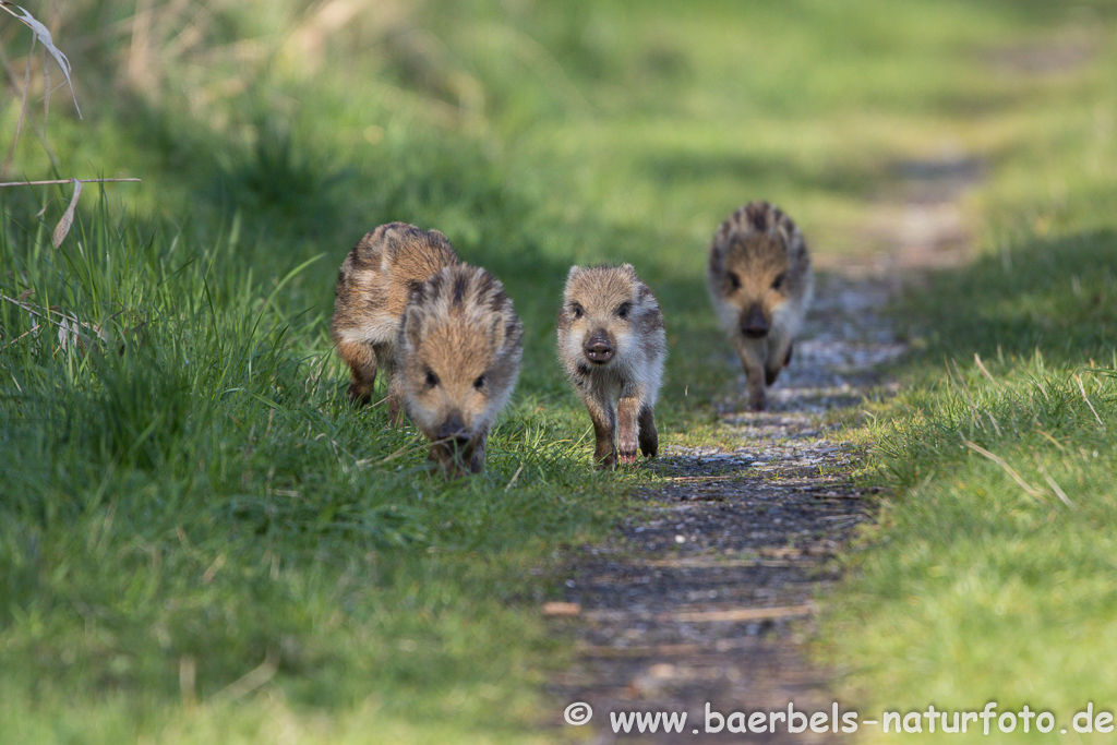 Wildschwein